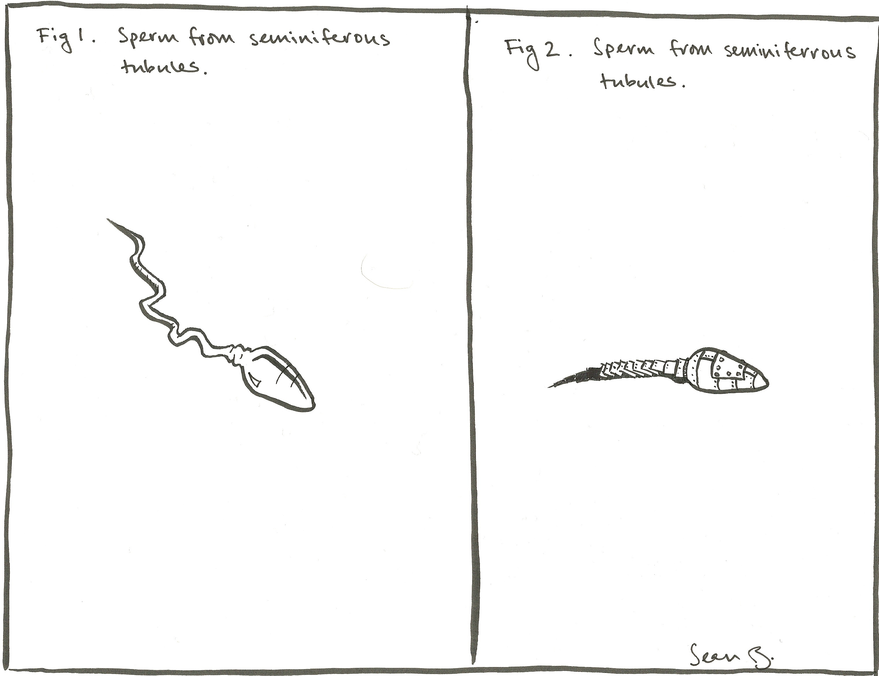 Sperm Cartoon | The Art of Developmental Biology
